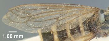 Media type: image;   Entomology 10653 Aspect: front wing
